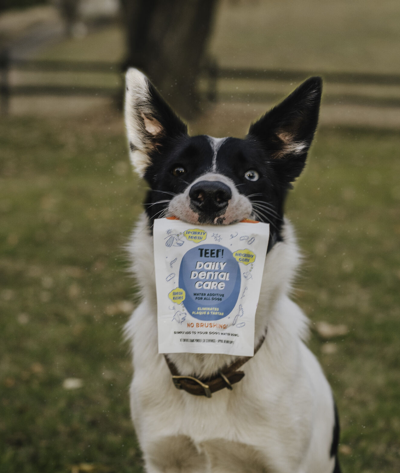 Chuck & Don’s Minnesota Locations Now Sell Teef! Dental Care Products